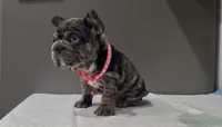 Nana , a female French Bulldog for sale in Houston, TX – 1 of 5
