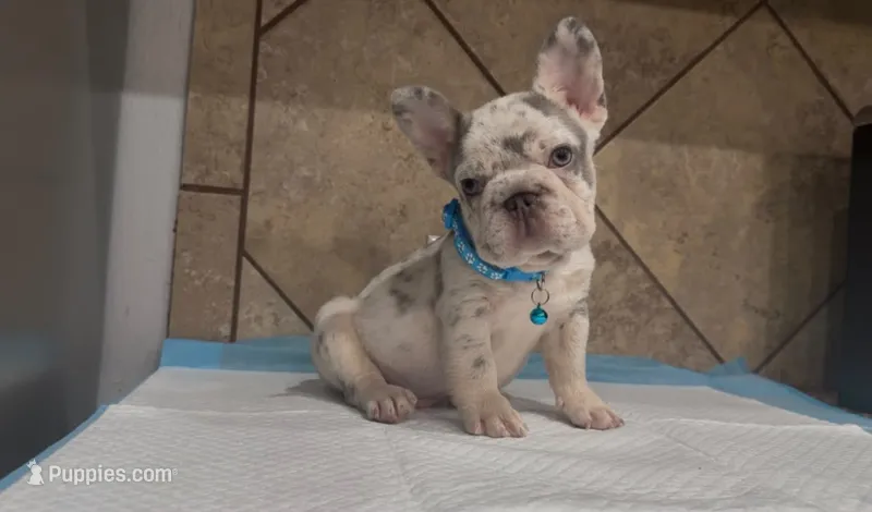 Tyga  – French Bulldog puppy for sale in Houston, TX