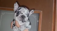 Oreo , a male French Bulldog for sale in Houston, TX – 2 of 3