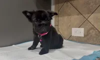 Coco , a female French Bulldog for sale in Houston, TX – 4 of 5
