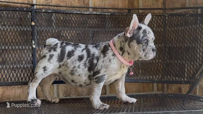 Luna  – French Bulldog puppy for sale in Houston, TX