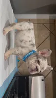 Tyga , a male French Bulldog for sale in Houston, TX – 4 of 4