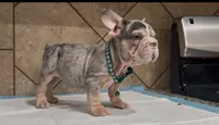Snoopy , a male French Bulldog for sale in Houston, TX – 6 of 6