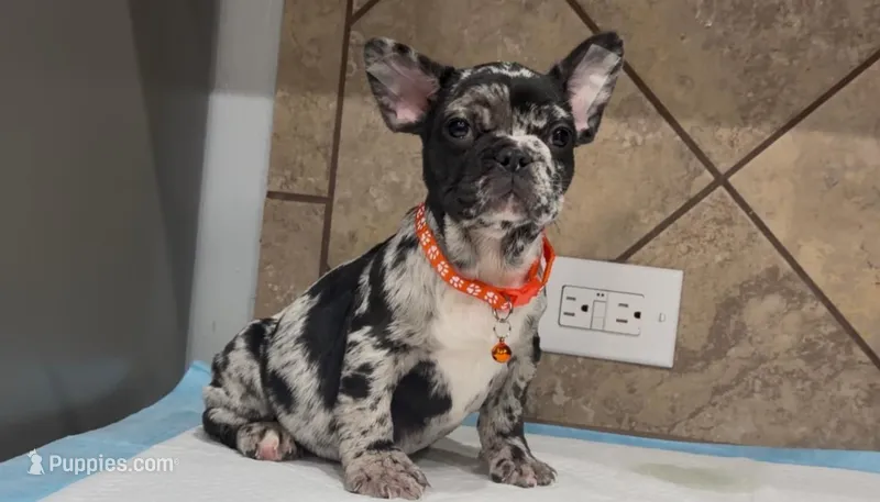 Choco  – French Bulldog puppy for sale in Houston, TX