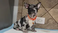 Choco , a female French Bulldog for sale in Houston, TX – 1 of 4