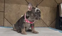 Luna, a female French Bulldog for sale in Houston, TX – 4 of 5