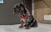 Oreo, a male French Bulldog for sale in Houston, TX – 4 of 5