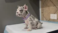 Luna , a female French Bulldog for sale in Houston, TX – 1 of 4