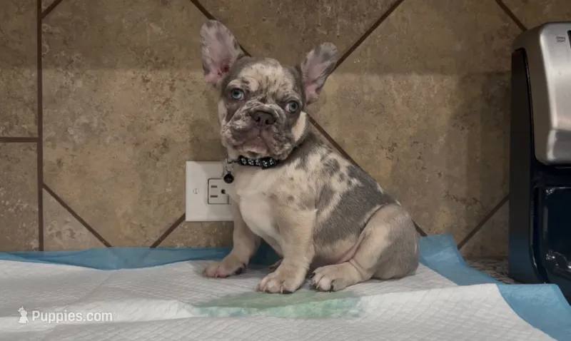 Stich – French Bulldog puppy for sale in Houston, TX