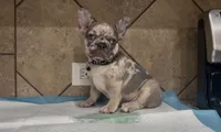 Stich, a male French Bulldog for sale in Houston, TX – 1 of 5