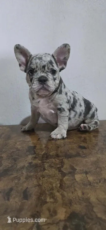 Luna  – French Bulldog puppy for sale in Houston, TX