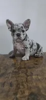 Luna , a female French Bulldog for sale in Houston, TX – 1 of 5