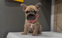 Coco, a female French Bulldog for sale in Houston, TX – 2 of 3