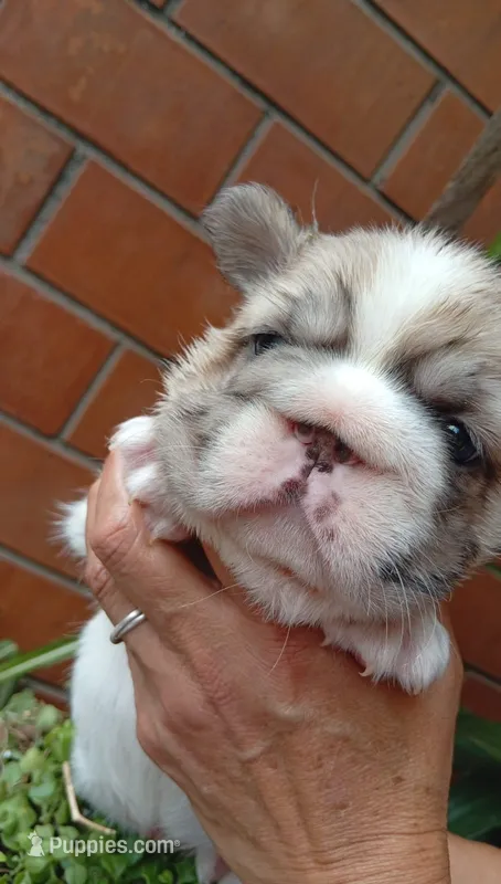 Bella  – French Bulldog puppy for sale in Houston, TX