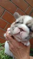 Bella , a female French Bulldog for sale in Houston, TX – 1 of 3
