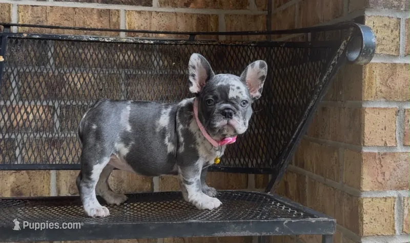 Shelby  – French Bulldog puppy for sale in Houston, TX
