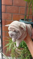 Snoopy , a male French Bulldog for sale in Houston, TX – 2 of 2