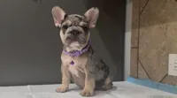 Luna , a female French Bulldog for sale in Houston, TX – 3 of 3