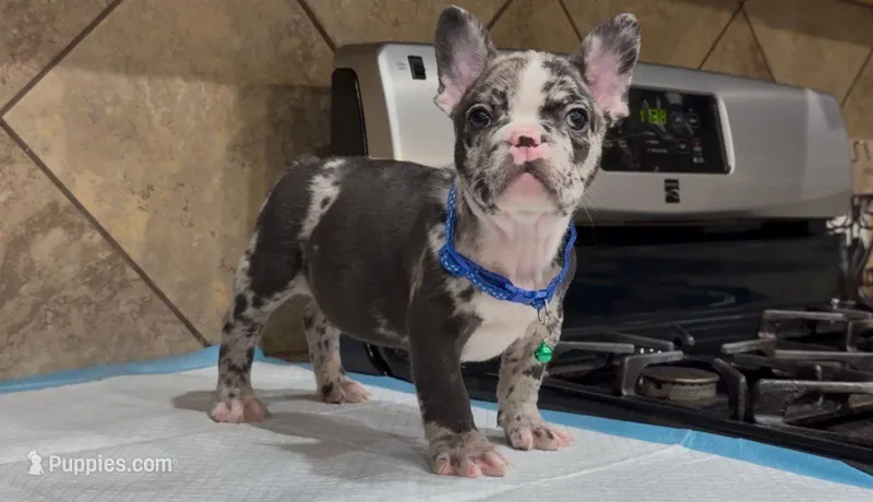 Sonic  – French Bulldog puppy for sale in Houston, TX