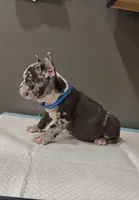 Sonic , a male French Bulldog for sale in Houston, TX – Photo 5 of 6