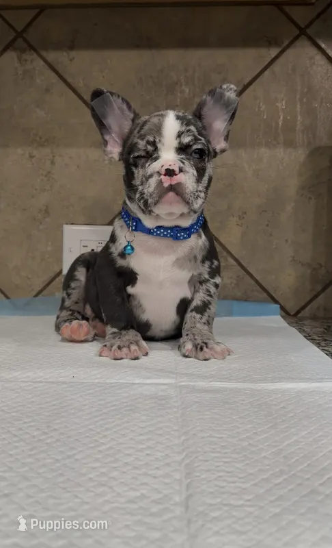 Sonic  – French Bulldog puppy for sale in Houston, TX