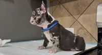 Sonic , a male French Bulldog for sale in Houston, TX – Photo 6 of 6