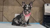 Cookie , a female French Bulldog for sale in Houston, TX – 3 of 3