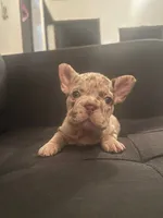 Sandy , a female French Bulldog for sale in Houston, TX – 4 of 4