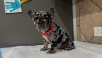 Oreo, a male French Bulldog for sale in Houston, TX – 3 of 5