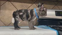 Oreo , a male French Bulldog for sale in Houston, TX – 4 of 5