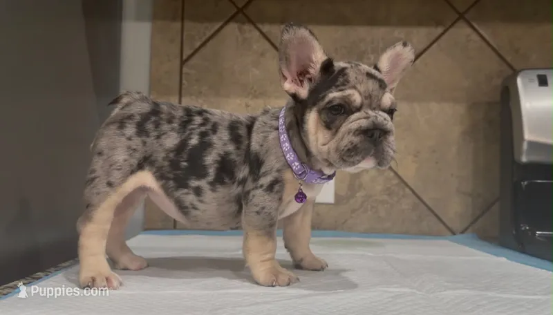 Luna  – French Bulldog puppy for sale in Houston, TX