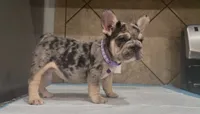 Luna , a female French Bulldog for sale in Houston, TX – 1 of 3
