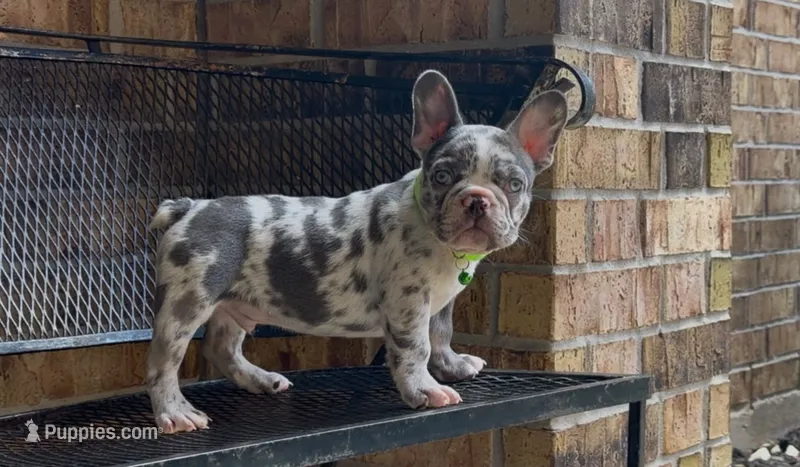 Sonic – French Bulldog puppy for sale in Houston, TX
