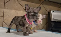 Sandy , a female French Bulldog for sale in Houston, TX – Photo 6 of 10