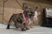 Sandy , a female French Bulldog for sale in Houston, TX – Photo 9 of 10