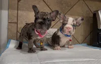 Sandy , a female French Bulldog for sale in Houston, TX – Photo 8 of 10