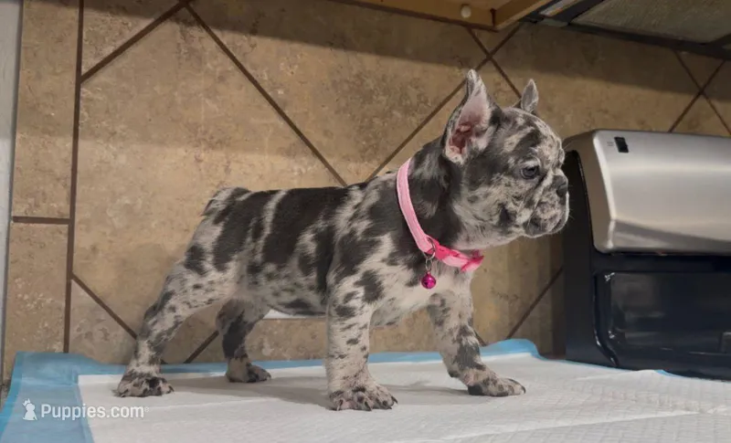 Sandy  – French Bulldog puppy for sale in Houston, TX