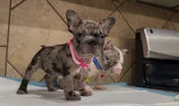 Sandy , a female French Bulldog for sale in Houston, TX – Photo 5 of 10