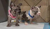 Sandy , a female French Bulldog for sale in Houston, TX – Photo 7 of 10
