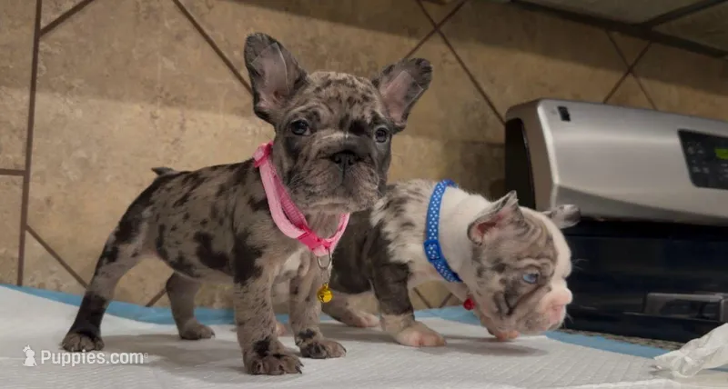 Sandy  – French Bulldog puppy for sale in Houston, TX
