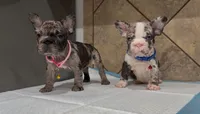 Sandy , a female French Bulldog for sale in Houston, TX – Photo 3 of 10