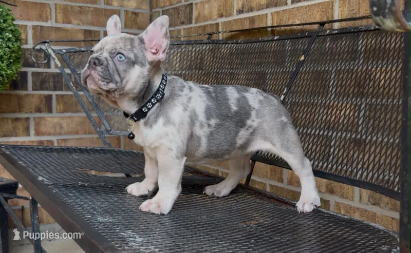 Stich – French Bulldog puppy for sale in Houston, TX