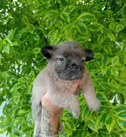 Diesel , a male French Bulldog for sale in Houston, TX – 3 of 3