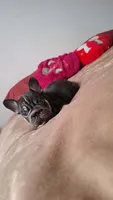 Penny , a female French Bulldog for sale in Houston, TX – 2 of 2