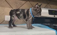 Oreo , a male French Bulldog for sale in Houston, TX – 2 of 5