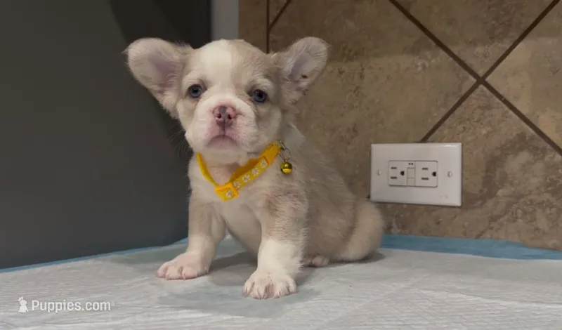 Snow, a female French Bulldog for sale in Houston, TX – 1 of 4