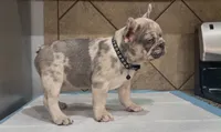 Stich, a male French Bulldog for sale in Houston, TX – 4 of 5