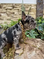 Taz, a male French Bulldog for sale in Houston, TX – 4 of 5