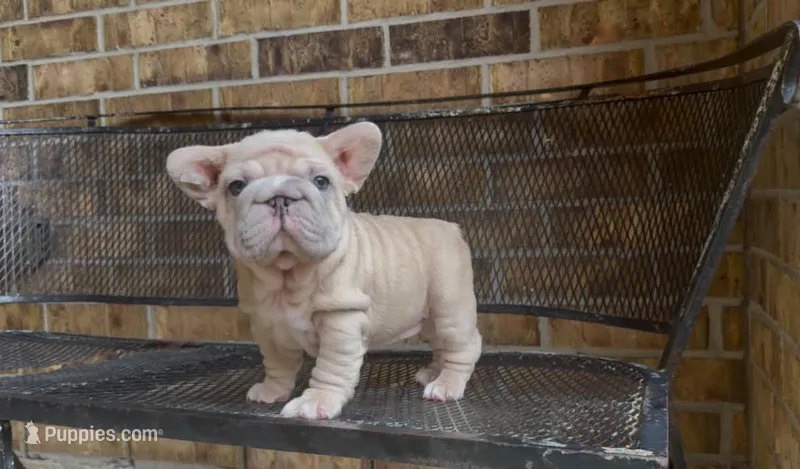 Snoopy  – French Bulldog puppy for sale in Houston, TX