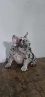 Luna , a female French Bulldog for sale in Houston, TX – 3 of 5